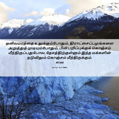 Picture 06 - ஏசாயா 24:13 TAMIRV - ஒலிவமரத்தை - Bible Verse Picture