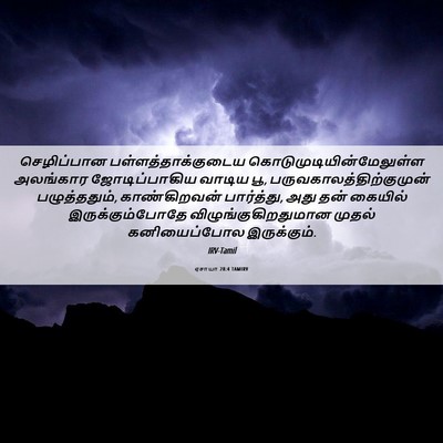 Picture 06 - ஏசாயா 28:4 TAMIRV - செழிப்பான - Bible Verse Picture