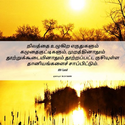 Picture 06 - ஏசாயா 30:24 TAMIRV - நிலத்தை உழுகிற - Bible Verse Picture