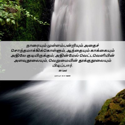Picture 06 - ஏசாயா 34:11 TAMIRV - நாரையும் - Bible Verse Picture