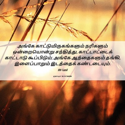 Picture 06 - ஏசாயா 34:14 TAMIRV - அங்கே - Bible Verse Picture