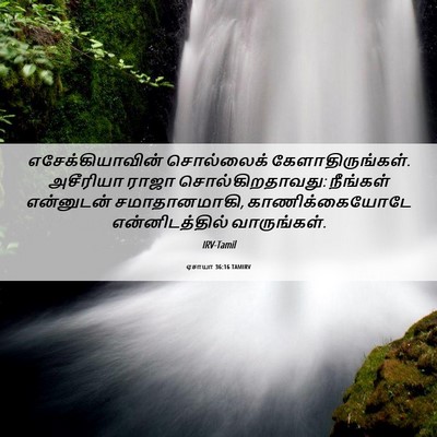 Picture 06 - ஏசாயா 36:16 TAMIRV - எசேக்கியாவின் - Bible Verse Picture
