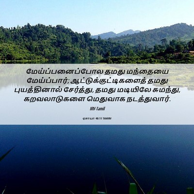 Picture 06 - ஏசாயா 40:11 TAMIRV - மேய்ப்பனைப்போல - Bible Verse Picture