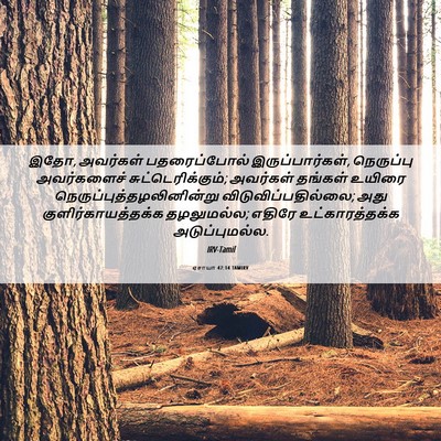 Picture 06 - ஏசாயா 47:14 TAMIRV - இதோ, அவர்கள் - Bible Verse Picture