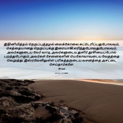 Picture 06 - ஏசாயா 5:24 TAMIRV - இதினிமித்தம் - Bible Verse Picture