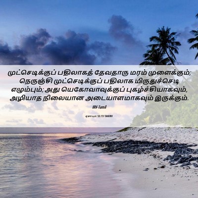 Picture 06 - ஏசாயா 55:13 TAMIRV - முட்செடிக்குப் - Bible Verse Picture
