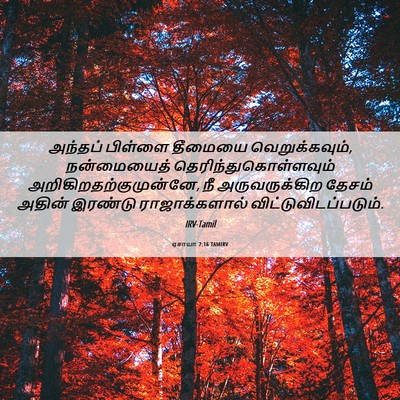 Picture 06 - ஏசாயா 7:16 TAMIRV - அந்தப் பிள்ளை - Bible Verse Picture