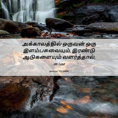 Picture 06 - ஏசாயா 7:21 TAMIRV - அக்காலத்தில் - Bible Verse Picture