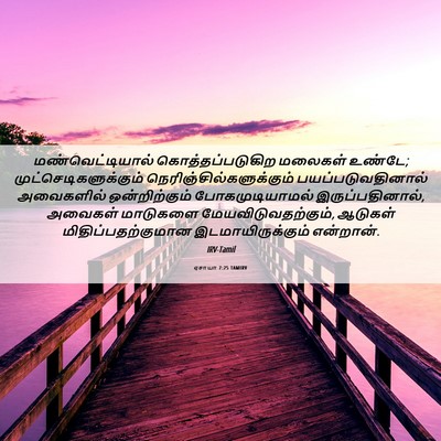 Picture 06 - ஏசாயா 7:25 TAMIRV - மண்வெட்டியால் - Bible Verse Picture