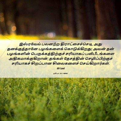 Picture 06 - ஓசியா 10:1 TAMIRV - இஸ்ரவேல் பலனற்ற - Bible Verse Picture