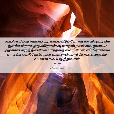Picture 06 - ஓசியா 10:11 TAMIRV - எப்பிராயீம் - Bible Verse Picture