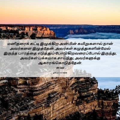 Picture 06 - ஓசியா 11:4 TAMIRV - மனிதரைக் கட்டி - Bible Verse Picture
