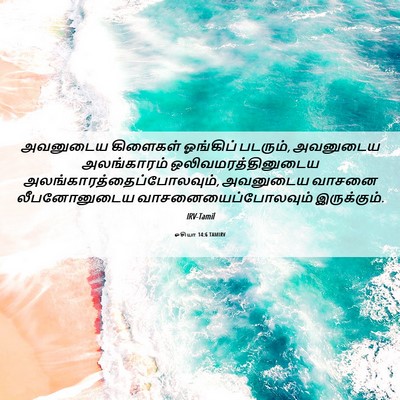 Picture 06 - ஓசியா 14:6 TAMIRV - அவனுடைய கிளைகள் - Bible Verse Picture