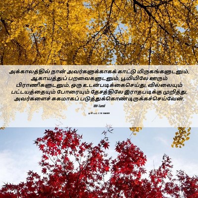 Picture 06 - ஓசியா 2:18 TAMIRV - அக்காலத்தில் நான் - Bible Verse Picture