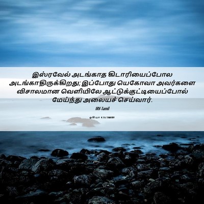 Picture 06 - ஓசியா 4:16 TAMIRV - இஸ்ரவேல் அடங்காத - Bible Verse Picture