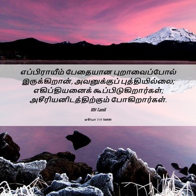 Picture 06 - ஓசியா 7:11 TAMIRV - எப்பிராயீம் - Bible Verse Picture