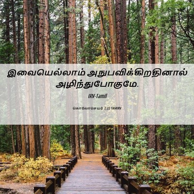 Picture 06 - கொலோசெயர் 2:22 TAMIRV - இவையெல்லாம் - Bible Verse Picture