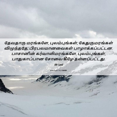 Picture 06 - சகரியா 11:2 TAMIRV - தேவதாரு மரங்களே, - Bible Verse Picture