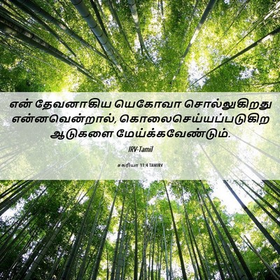 Picture 06 - சகரியா 11:4 TAMIRV - என் தேவனாகிய - Bible Verse Picture