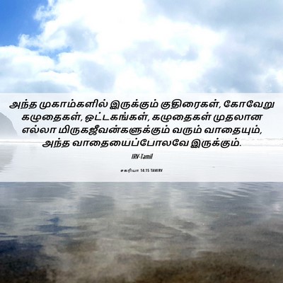 Picture 06 - சகரியா 14:15 TAMIRV - அந்த முகாம்களில் - Bible Verse Picture