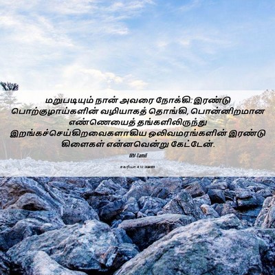 Picture 06 - சகரியா 4:12 TAMIRV - மறுபடியும் நான் - Bible Verse Picture