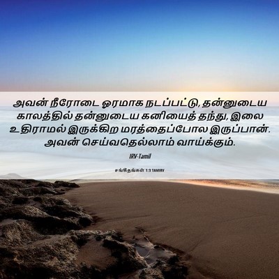 Picture 06 - சங்கீதங்கள் 1:3 TAMIRV - அவன் நீரோடை ஓரமாக - Bible Verse Picture