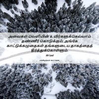 Picture 06 - சங்கீதங்கள் 104:11 TAMIRV - அவைகள் வெளியின் - Bible Verse Picture