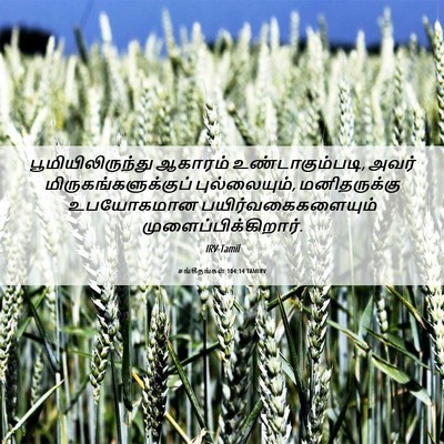 Picture 06 - சங்கீதங்கள் 104:14 TAMIRV - பூமியிலிருந்து - Bible Verse Picture