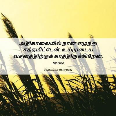 Picture 06 - சங்கீதங்கள் 119:147 TAMIRV - அதிகாலையில் நான் - Bible Verse Picture