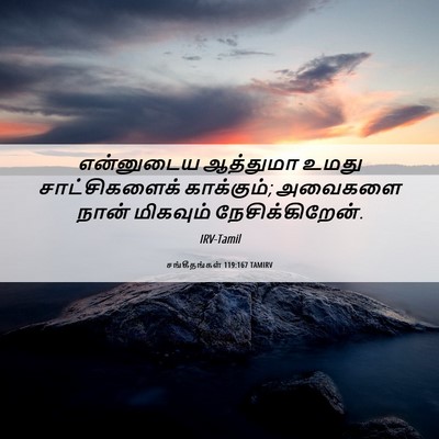 Picture 06 - சங்கீதங்கள் 119:167 TAMIRV - என்னுடைய ஆத்துமா - Bible Verse Picture