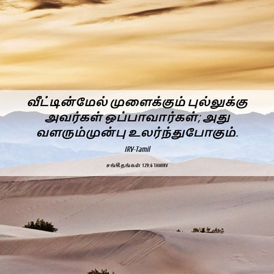 Picture 06 - சங்கீதங்கள் 129:6 TAMIRV - வீட்டின்மேல் - Bible Verse Picture