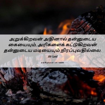 Picture 06 - சங்கீதங்கள் 129:7 TAMIRV - அறுக்கிறவன் - Bible Verse Picture