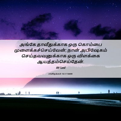 Picture 06 - சங்கீதங்கள் 132:17 TAMIRV - அங்கே தாவீதுக்காக - Bible Verse Picture