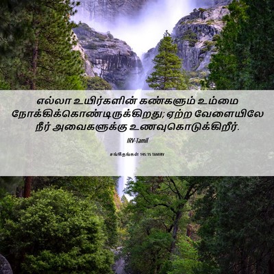 Picture 06 - சங்கீதங்கள் 145:15 TAMIRV - எல்லா உயிர்களின் - Bible Verse Picture