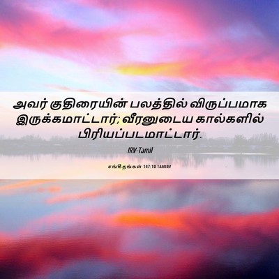 Picture 06 - சங்கீதங்கள் 147:10 TAMIRV - அவர் குதிரையின் - Bible Verse Picture