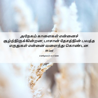 Picture 06 - சங்கீதங்கள் 22:12 TAMIRV - அநேகம் காளைகள் - Bible Verse Picture
