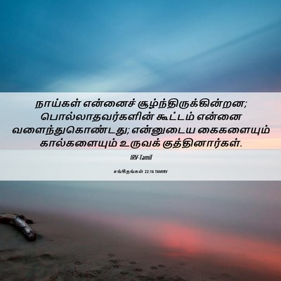 Picture 06 - சங்கீதங்கள் 22:16 TAMIRV - நாய்கள் என்னைச் - Bible Verse Picture
