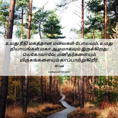 Picture 06 - சங்கீதங்கள் 36:6 TAMIRV - உமது நீதி மகத்தான - Bible Verse Picture
