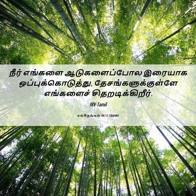Picture 06 - சங்கீதங்கள் 44:11 TAMIRV - நீர் எங்களை - Bible Verse Picture