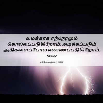 Picture 06 - சங்கீதங்கள் 44:22 TAMIRV - உமக்காக - Bible Verse Picture