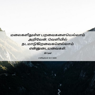 Picture 06 - சங்கீதங்கள் 50:11 TAMIRV - மலைகளிலுள்ள - Bible Verse Picture