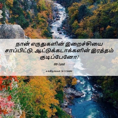 Picture 06 - சங்கீதங்கள் 50:13 TAMIRV - நான் எருதுகளின் - Bible Verse Picture