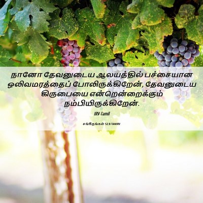 Picture 06 - சங்கீதங்கள் 52:8 TAMIRV - நானோ தேவனுடைய - Bible Verse Picture