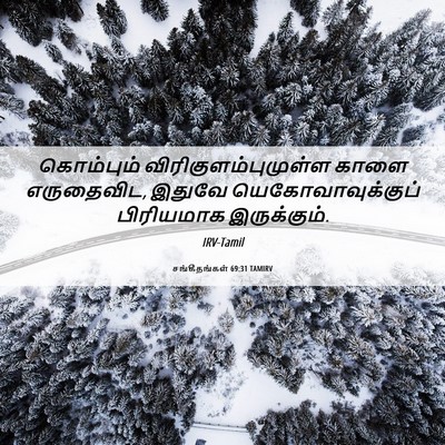Picture 06 - சங்கீதங்கள் 69:31 TAMIRV - கொம்பும் - Bible Verse Picture