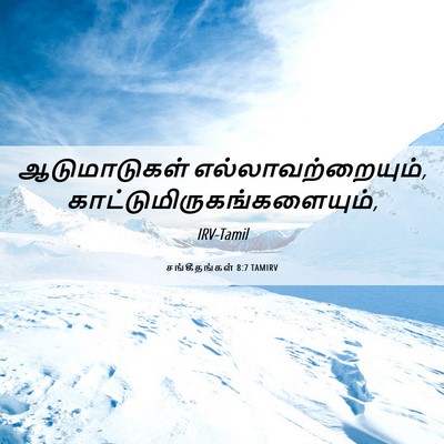 Picture 06 - சங்கீதங்கள் 8:7 TAMIRV - ஆடுமாடுகள் - Bible Verse Picture
