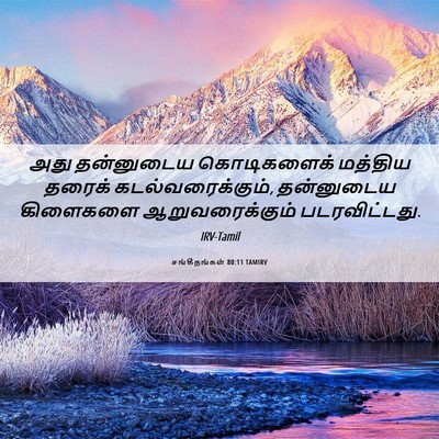 Picture 06 - சங்கீதங்கள் 80:11 TAMIRV - அது தன்னுடைய - Bible Verse Picture