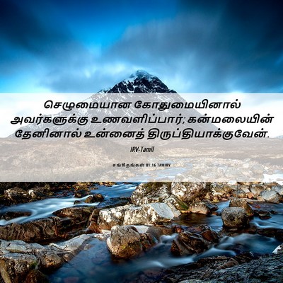 Picture 06 - சங்கீதங்கள் 81:16 TAMIRV - செழுமையான - Bible Verse Picture