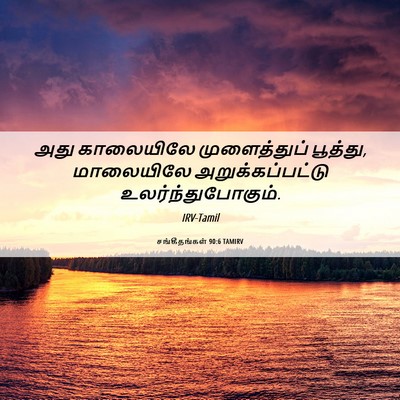 Picture 06 - சங்கீதங்கள் 90:6 TAMIRV - அது காலையிலே - Bible Verse Picture
