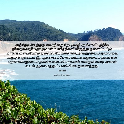 Picture 06 - தானியேல் 4:33 TAMIRV - அந்நேரமே இந்த - Bible Verse Picture