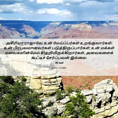 Picture 06 - நாகூம் 3:18 TAMIRV - அசீரியா ராஜாவே, - Bible Verse Picture